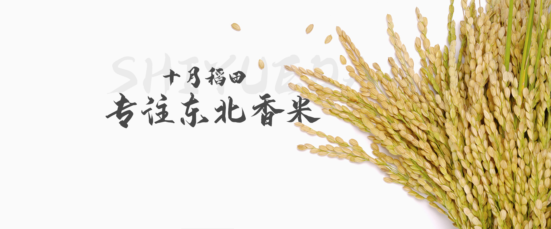 十月稻田 专注东北香米